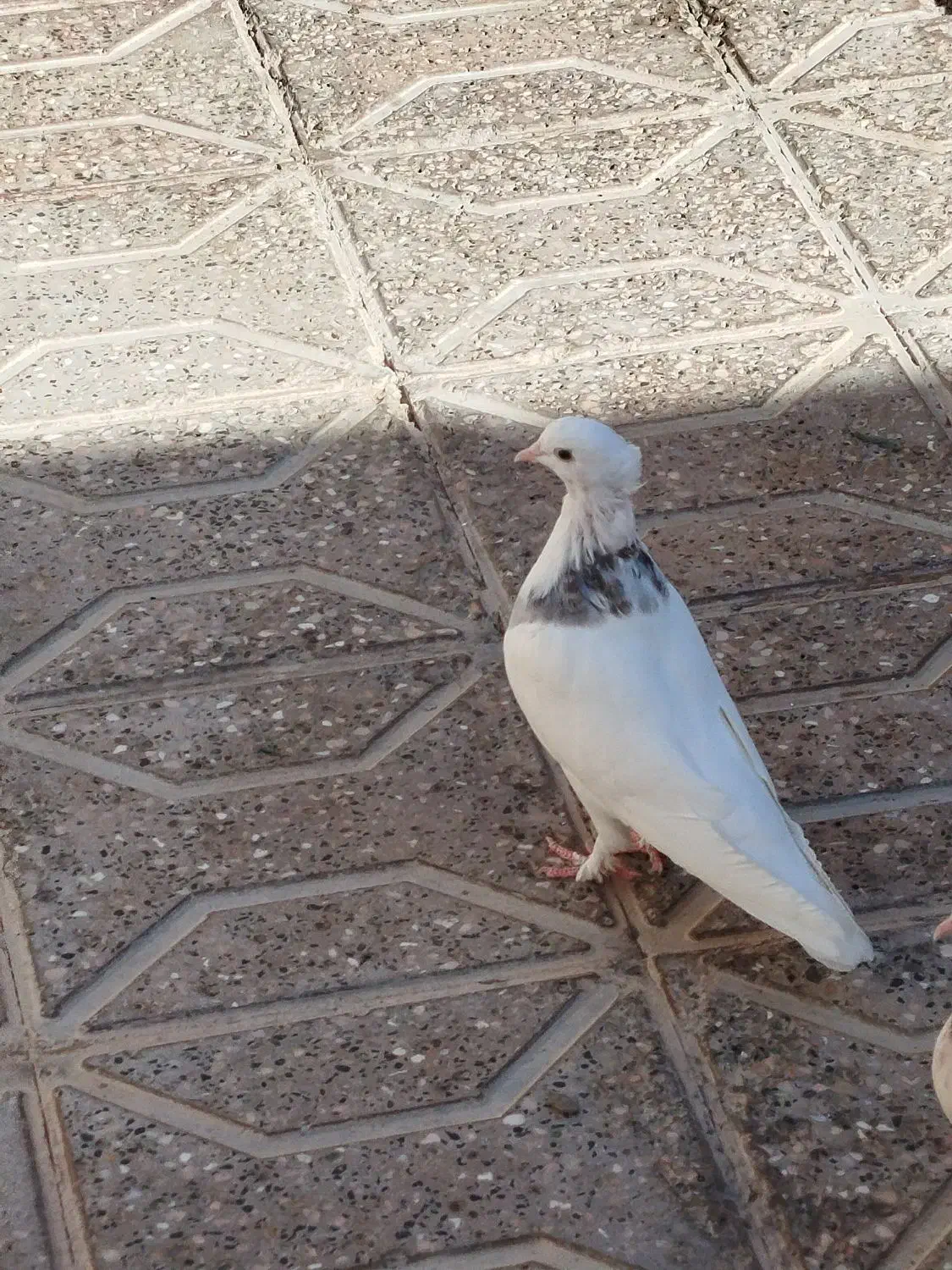 کفتر|پرنده|فردوس (خراسان), |دیوار