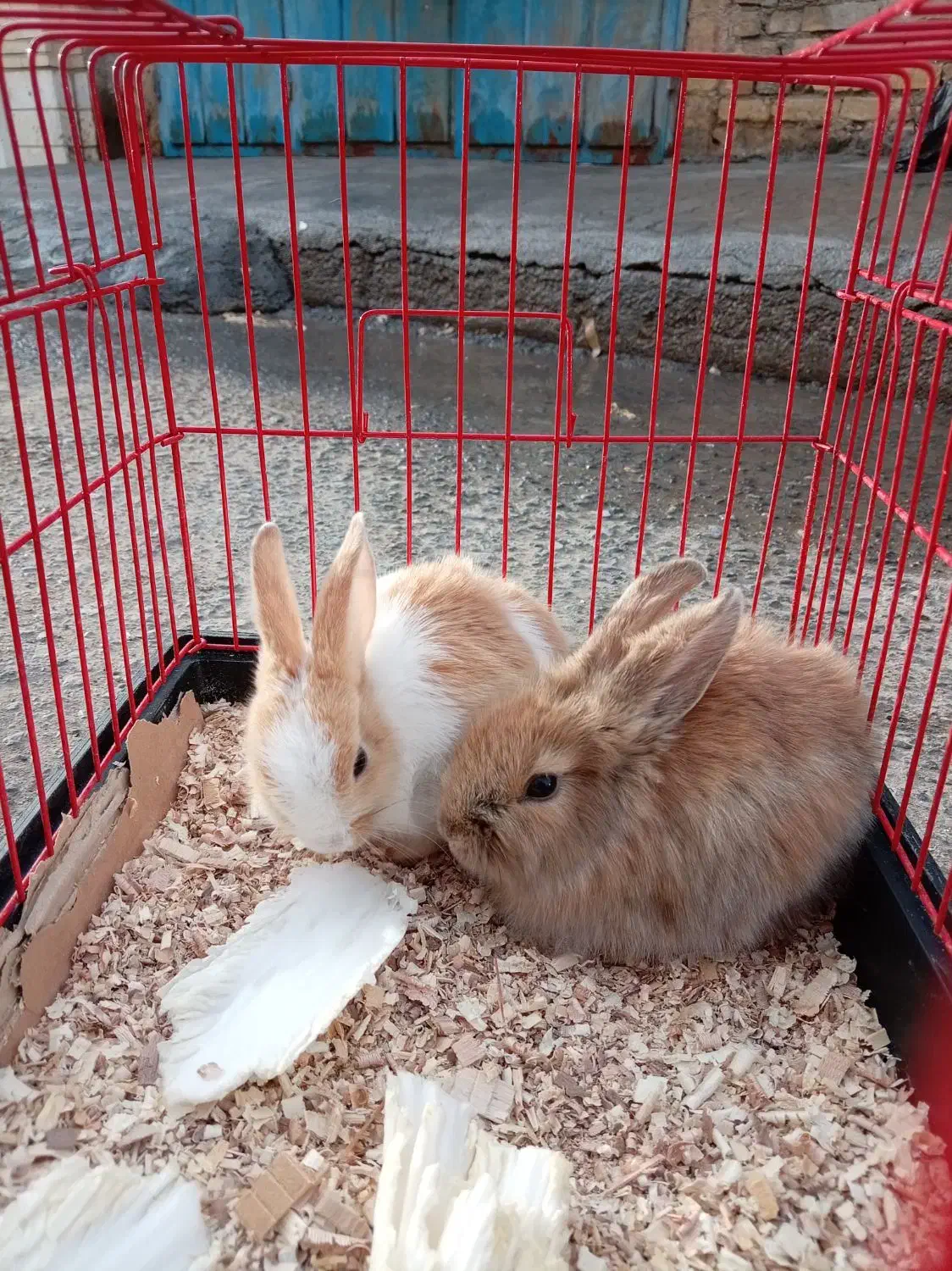 سلام فروش دوتا خرگوش یکی لوپ یکی معمولی با قفس|موش و خرگوش|یزد, |دیوار