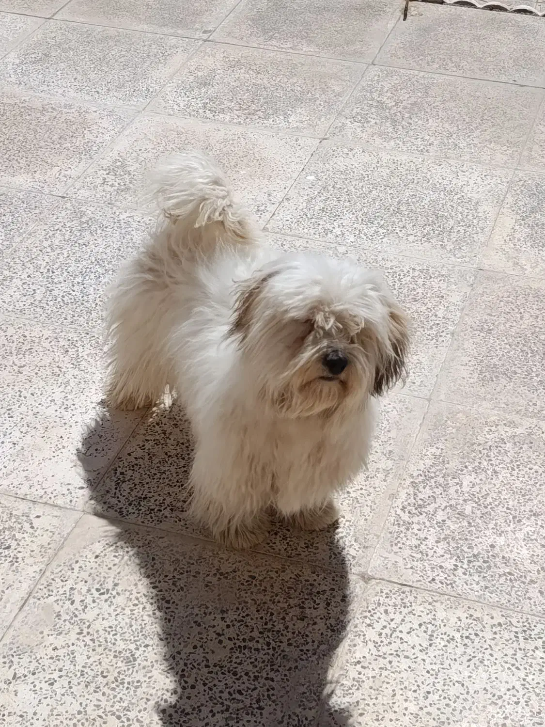 و سگ|سگ|سیرجان, |دیوار