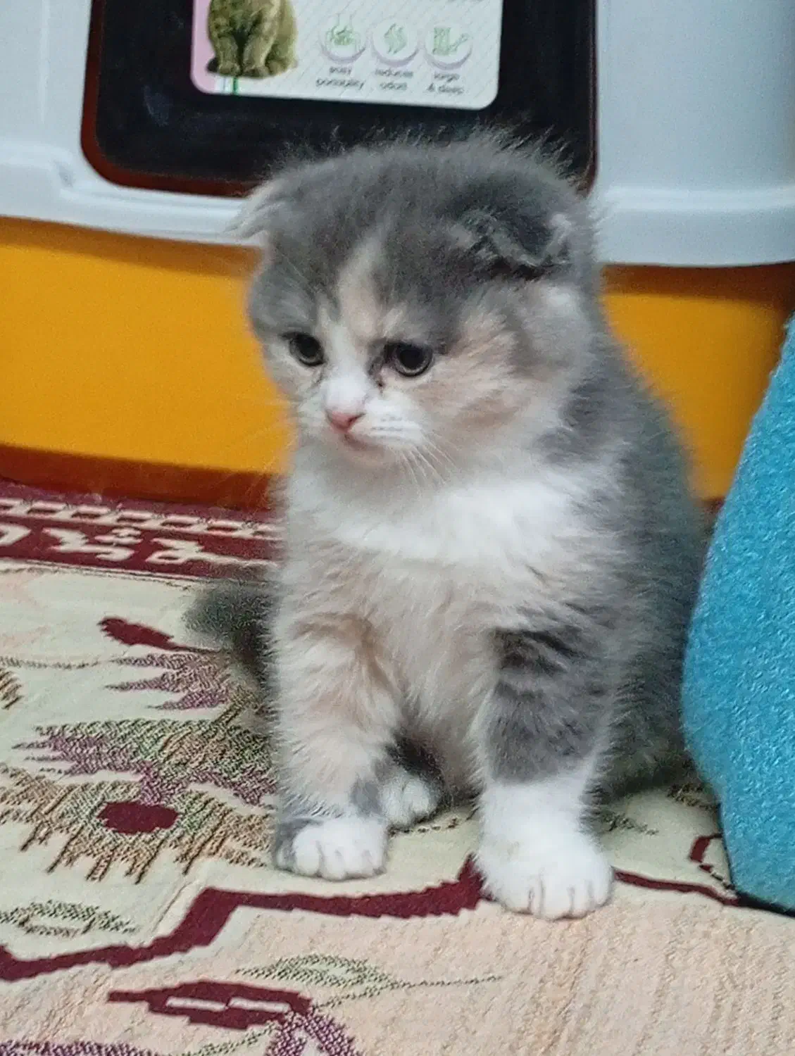 بچه گربه اسکاتیش ۲ ماهه|گربه|تبریز, |دیوار