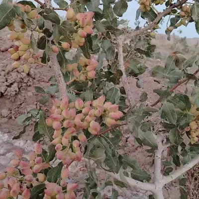 باغ پسته|فروش زمین و ملک کلنگی|بردسکن, |دیوار