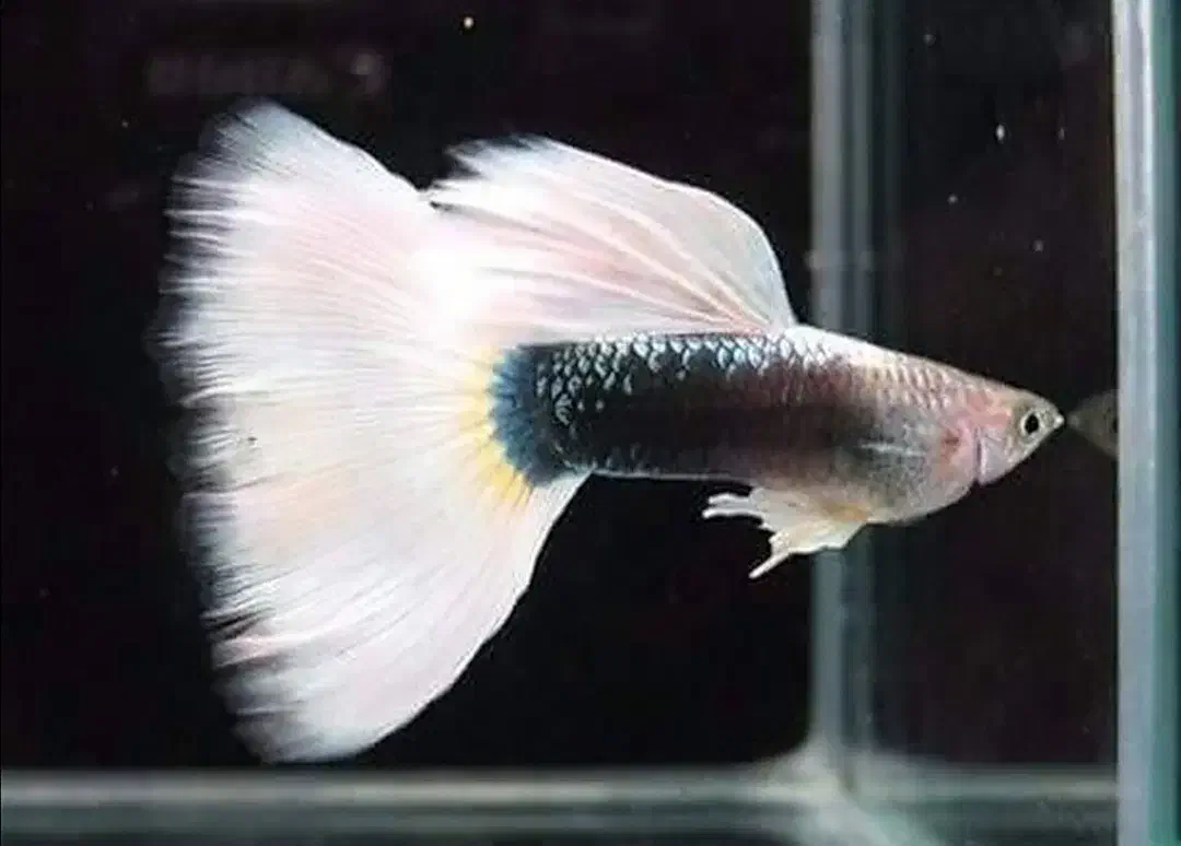 ماهی گوپی مولی پلاتی کالر زبرا آنجل میگو آکواریوم|ماهی|تهران, امام زاده حسن|دیوار