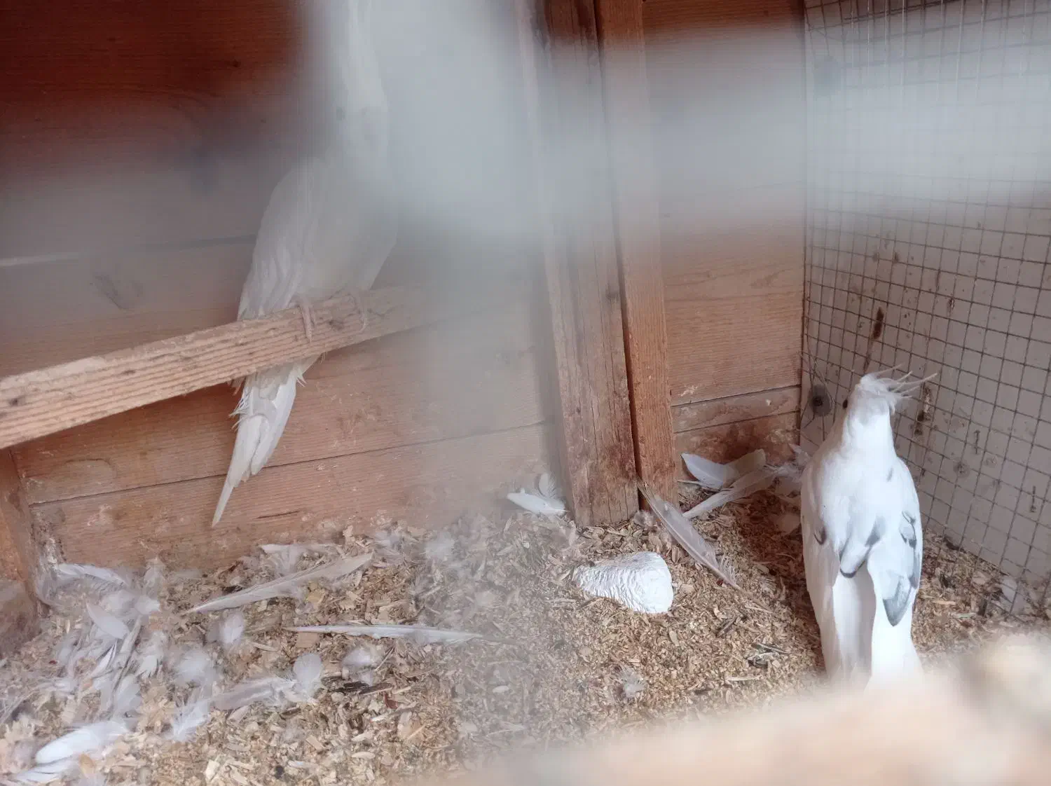 دوکت آلبینو جفت|پرنده|چابهار, |دیوار