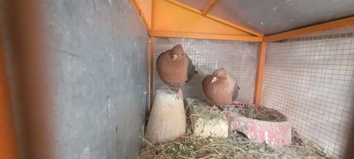 یک جفت کبوتر نقش آرشینگل|پرنده|ابریشم, |دیوار