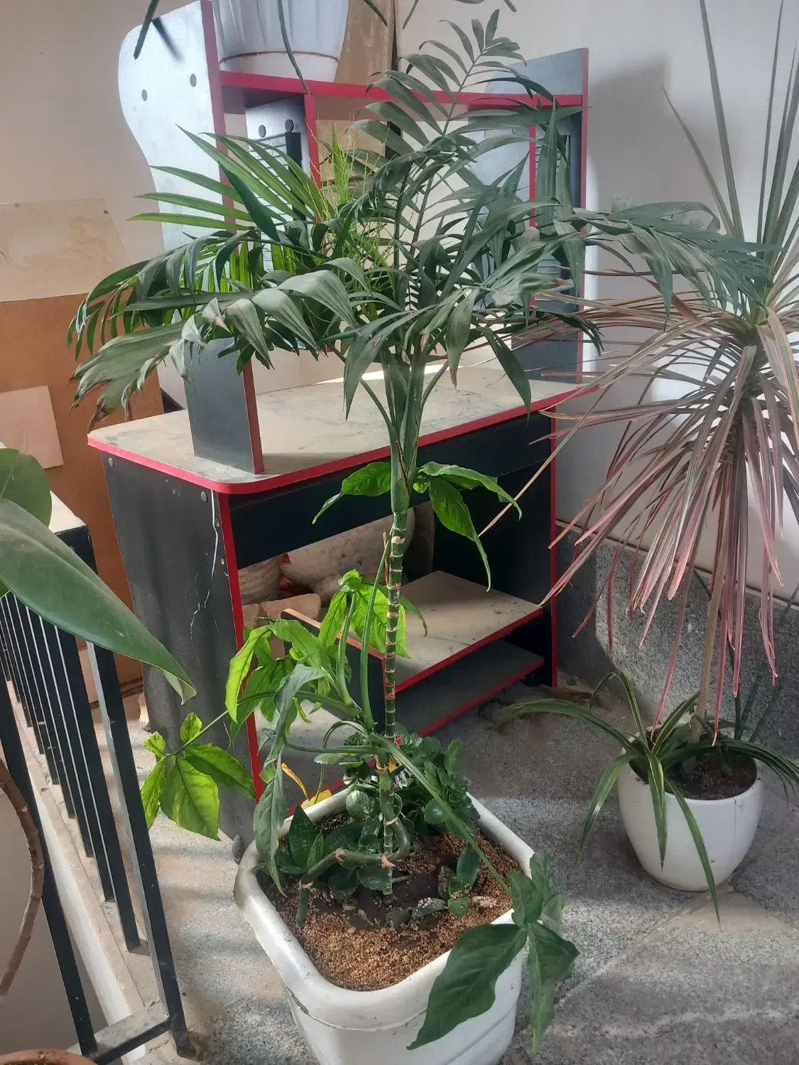 تعدادی گل|گل و گیاه طبیعی|هشتگرد, شهرک گلخانه|دیوار