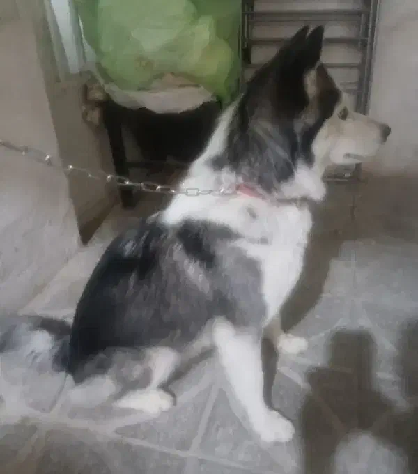 سگ هاسکی|سگ|شاهرود, |دیوار