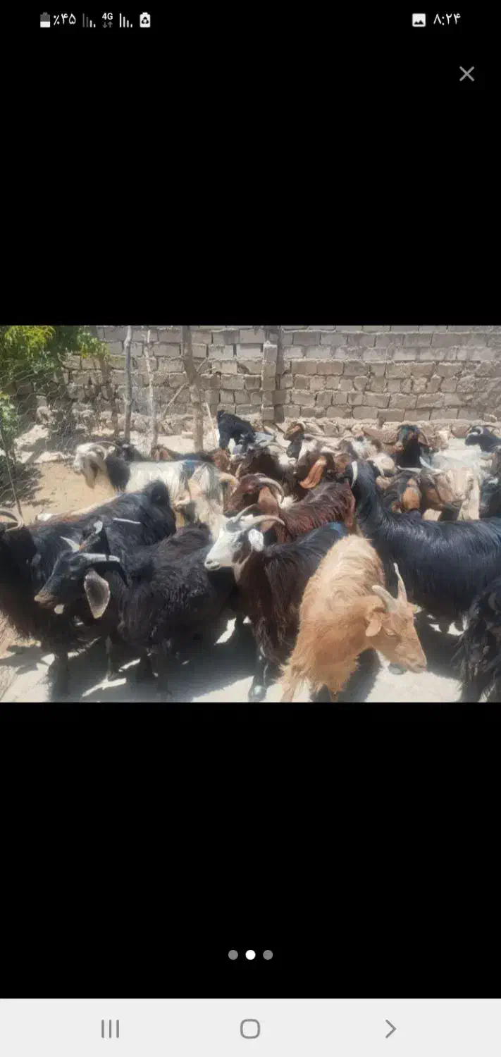 بره بز وبزغاله چاق مناسب کشتار ۸۰ عدد رومشکان|حیوانات مزرعه|رومشکان, |دیوار