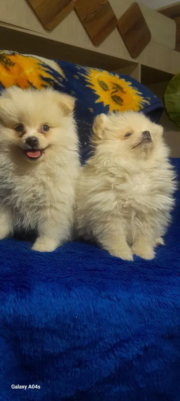 سگ پامر پامرانین پامرین|سگ|مشهد, ویلاشهر|دیوار