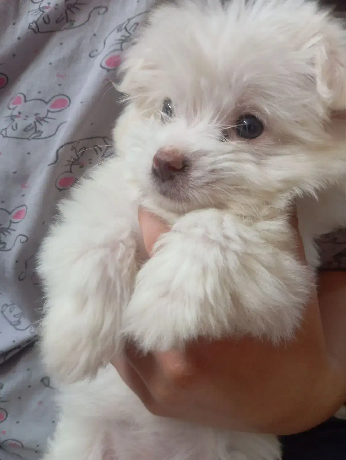 سگ مالتیز|سگ|پاکدشت, حصار امیر|دیوار