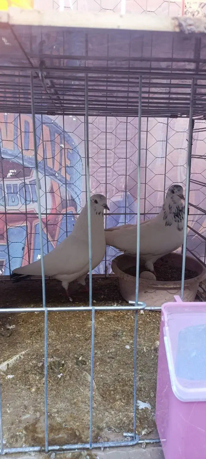 کفتر|پرنده|بندرعباس, |دیوار