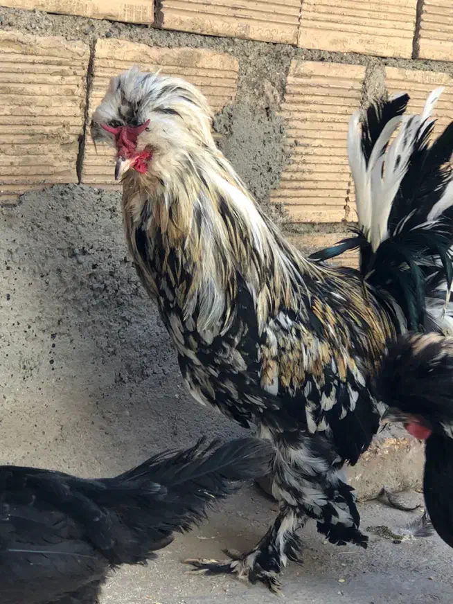 خروس سلطان|حیوانات مزرعه|مشکین‌دشت, |دیوار