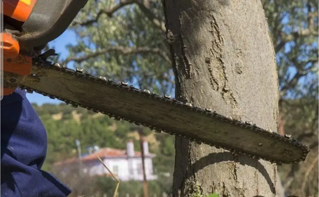 قطع درخت و هرس کردن|خدمات باغبانی و درختکاری|شیراز, دکتر حسابی|دیوار