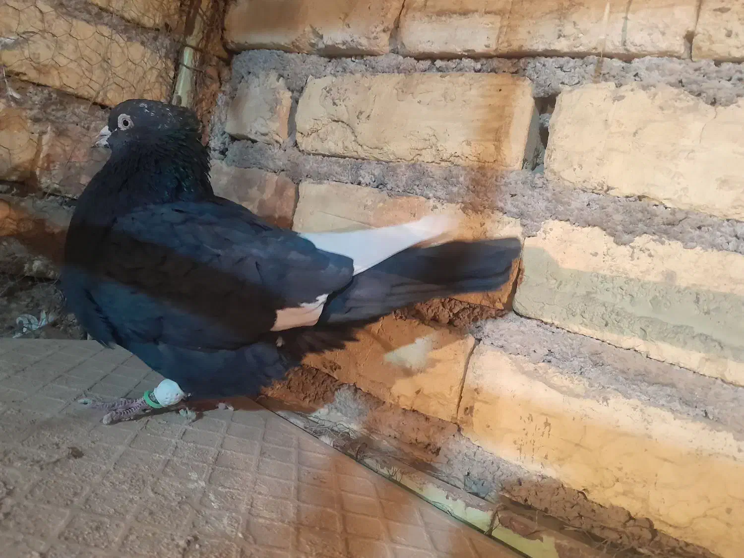 کبوتر رنگی|پرنده|لنجان, |دیوار