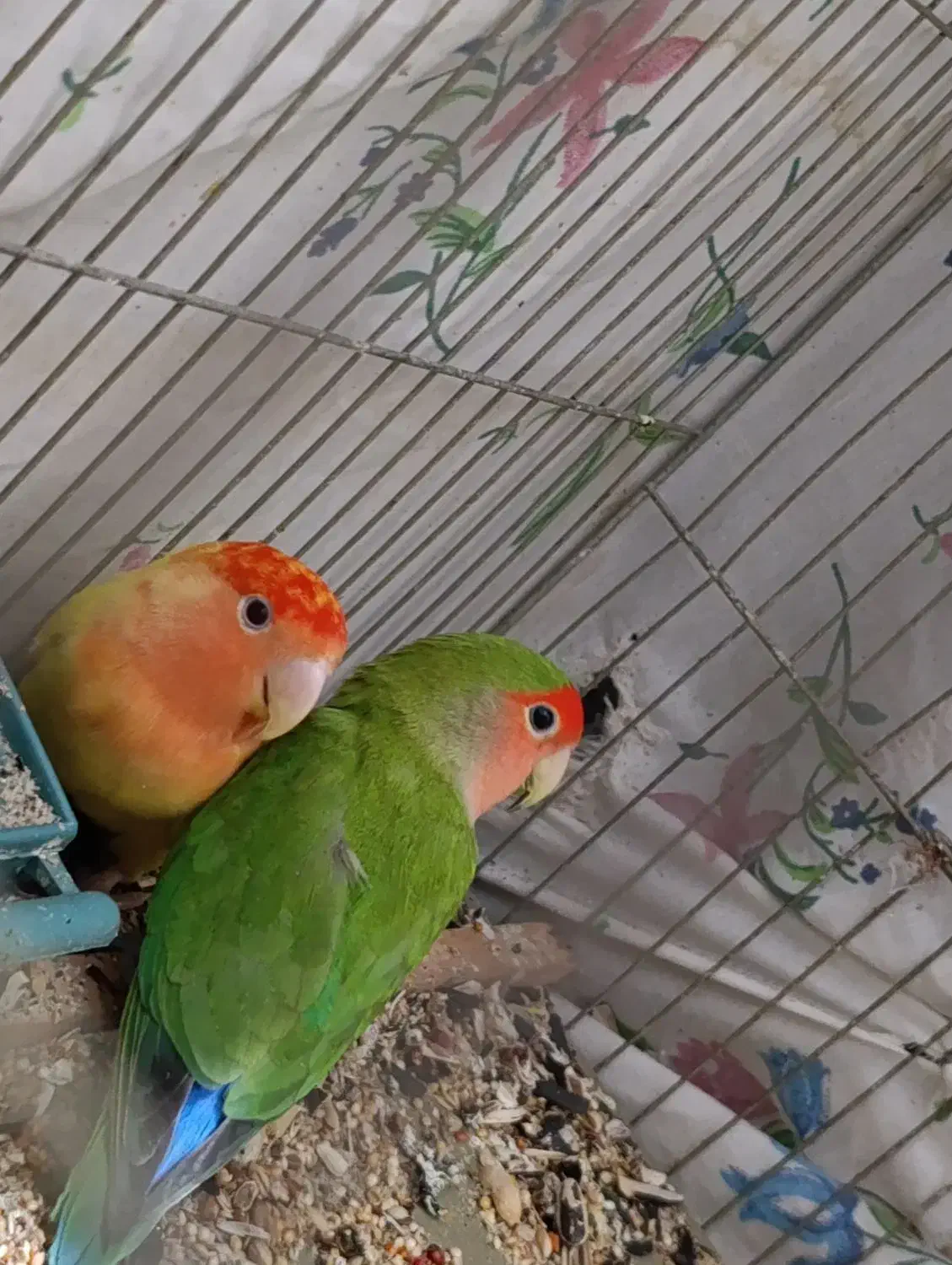 طوطی برزیلی|پرنده|ارومیه, |دیوار