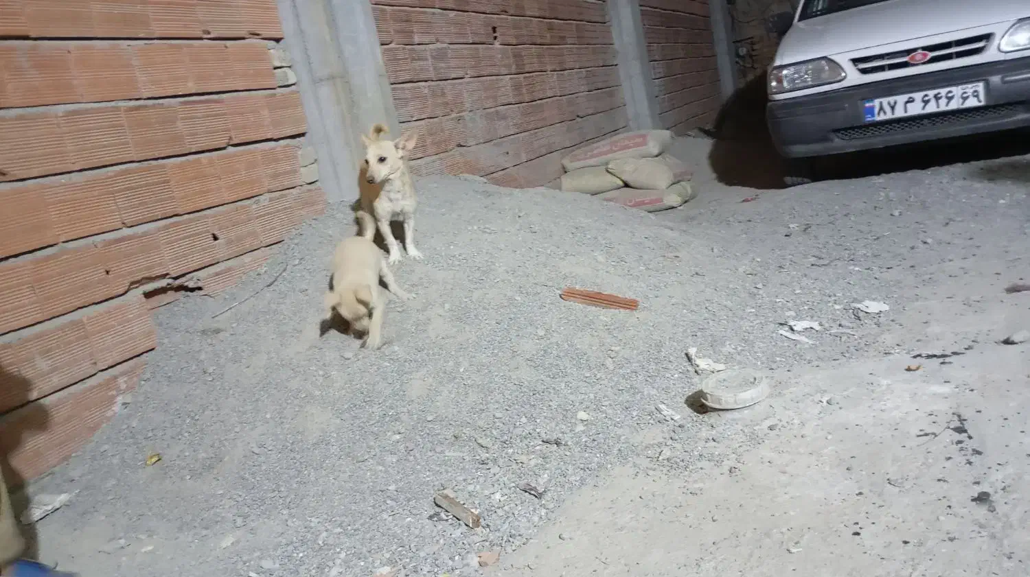 سگ پاکوتاه|سگ|آق قلا, |دیوار