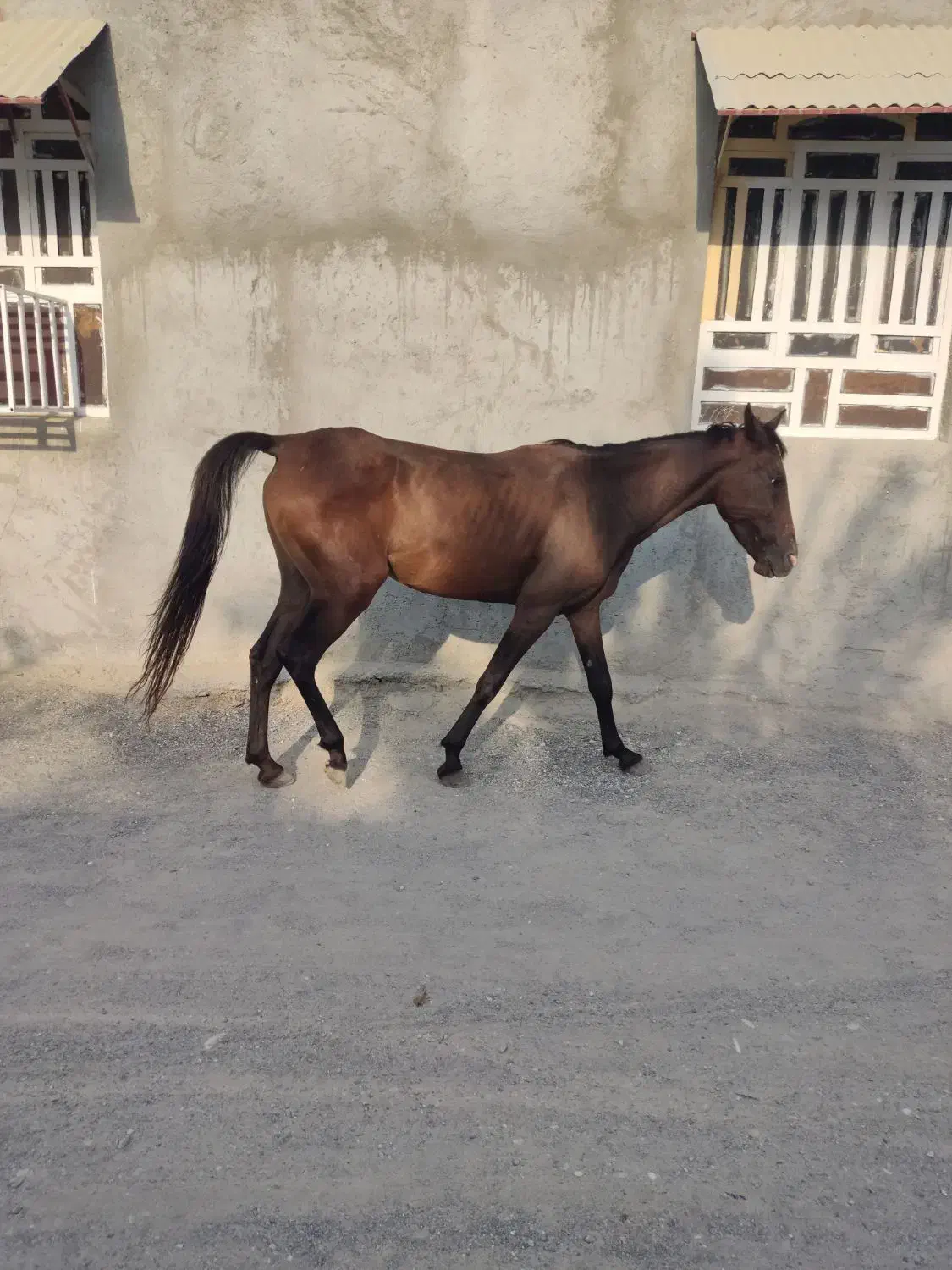 مادیان سه ساله|اسب و تجهیزات اسب‌سواری|میناب, |دیوار