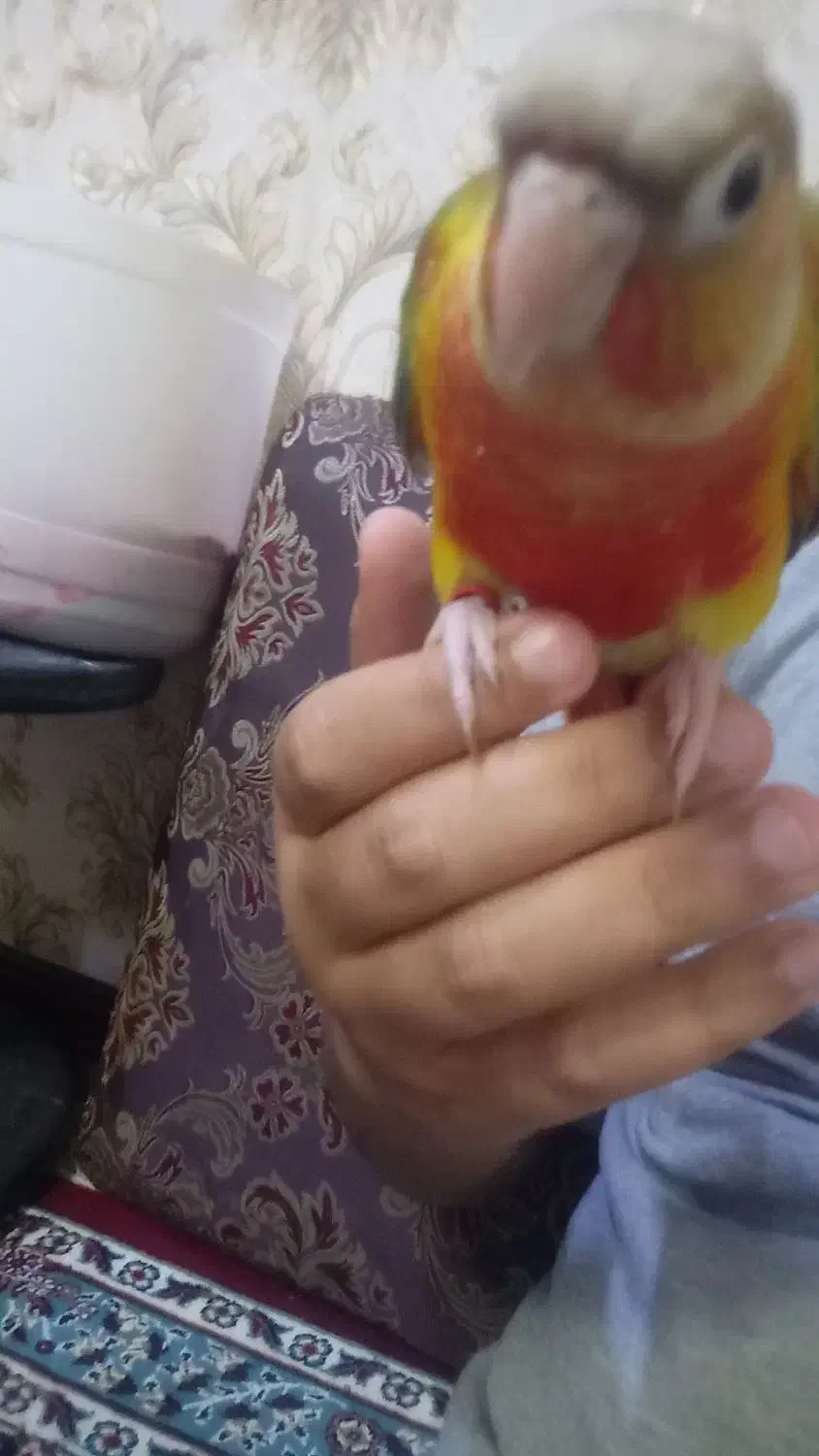 جفت گرینچیک دستی سخنگو|پرنده|اهواز, ۲۰۰۰واحدی|دیوار
