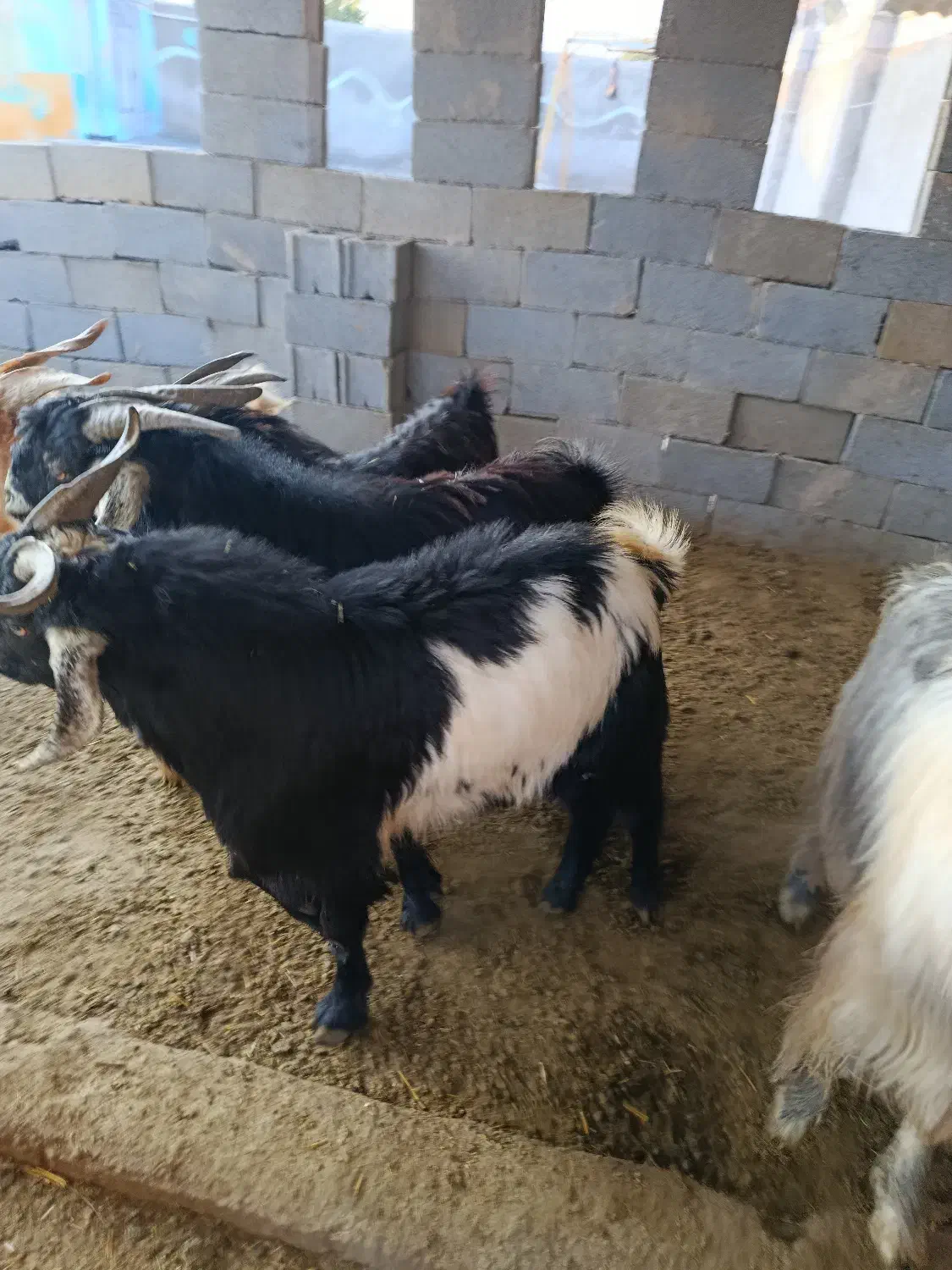 کهره|حیوانات مزرعه|جهرم, |دیوار