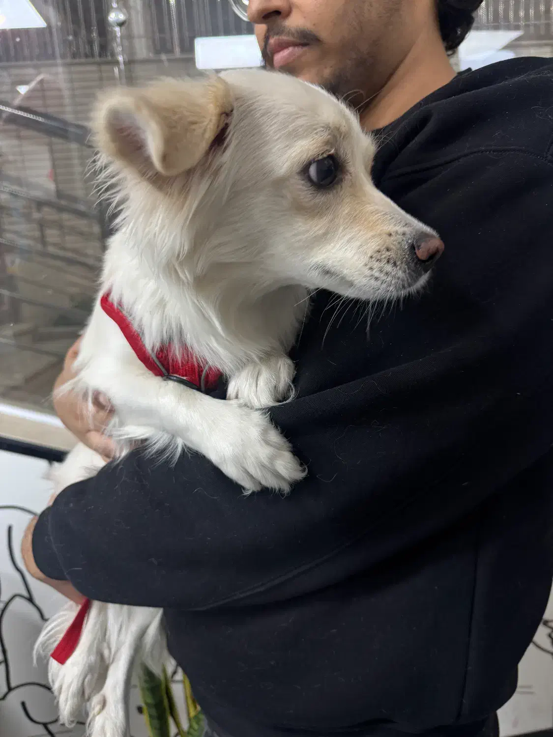 پیدا شده|حیوانات|اصفهان, کوی شهید کشوری|دیوار