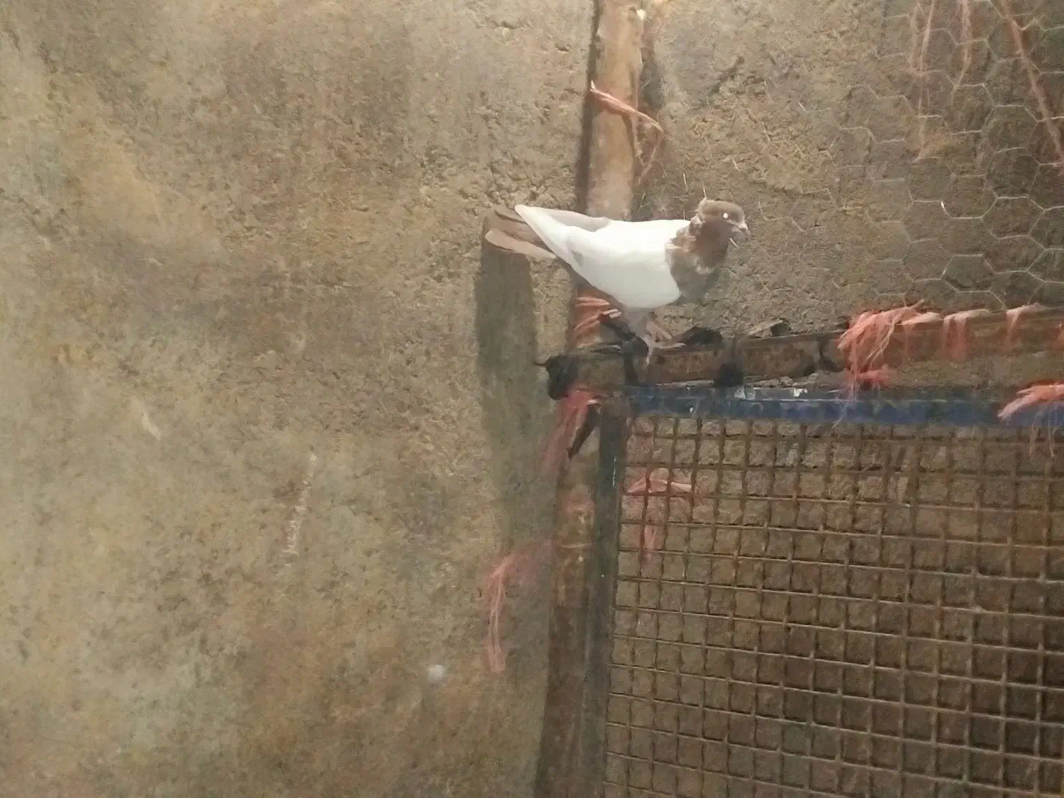 کفتر|پرنده|جوین, |دیوار