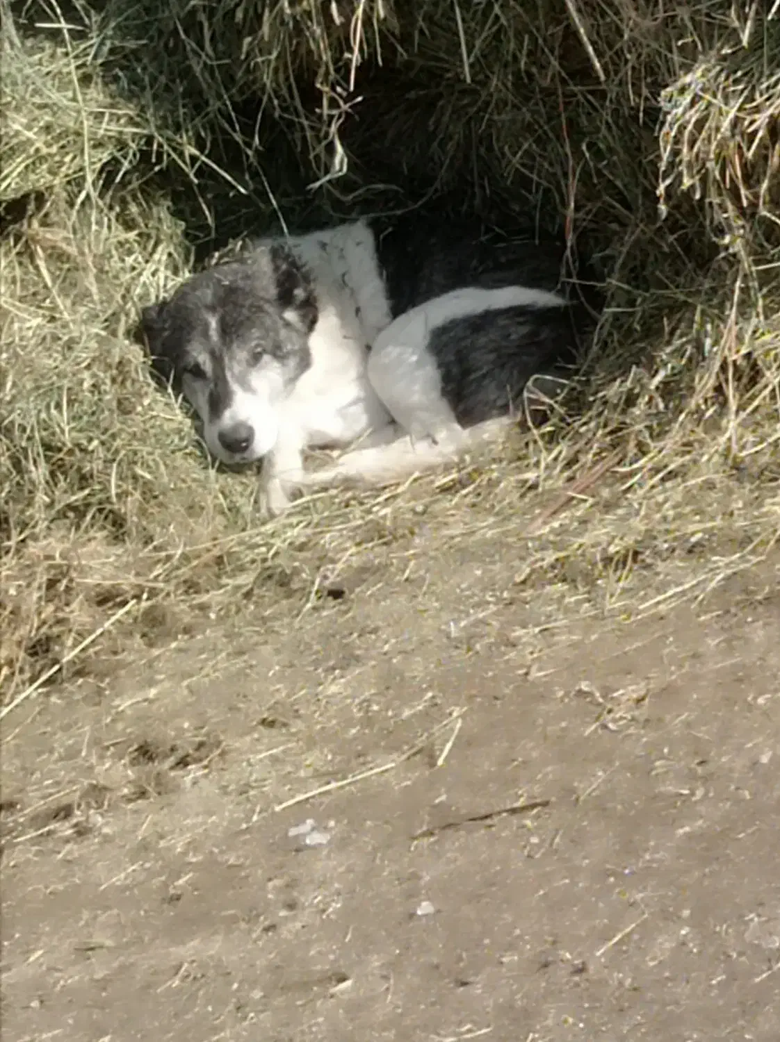 سگ معمولی|سگ|سیلوانه, |دیوار