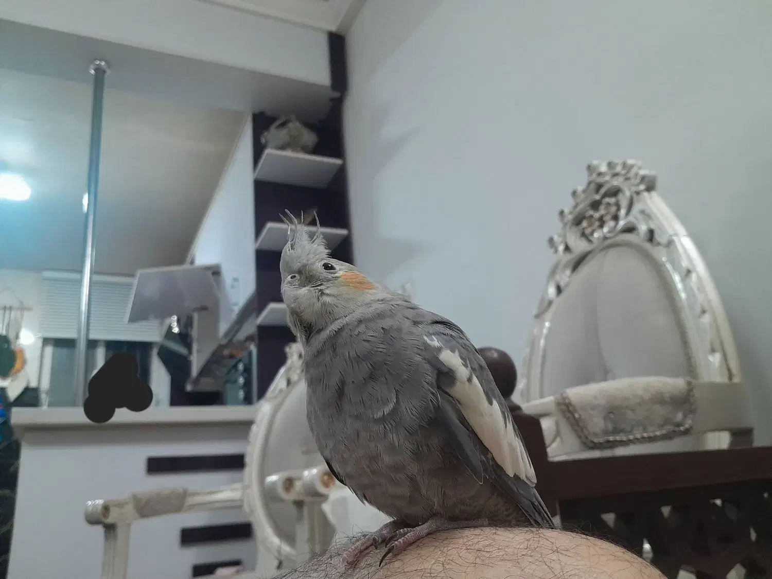 عروس هلندی ماده سینامون|پرنده|بروجرد, |دیوار