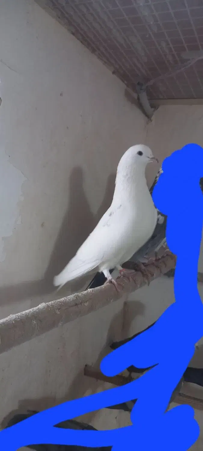 کبوتر|پرنده|مشگین شهر, |دیوار