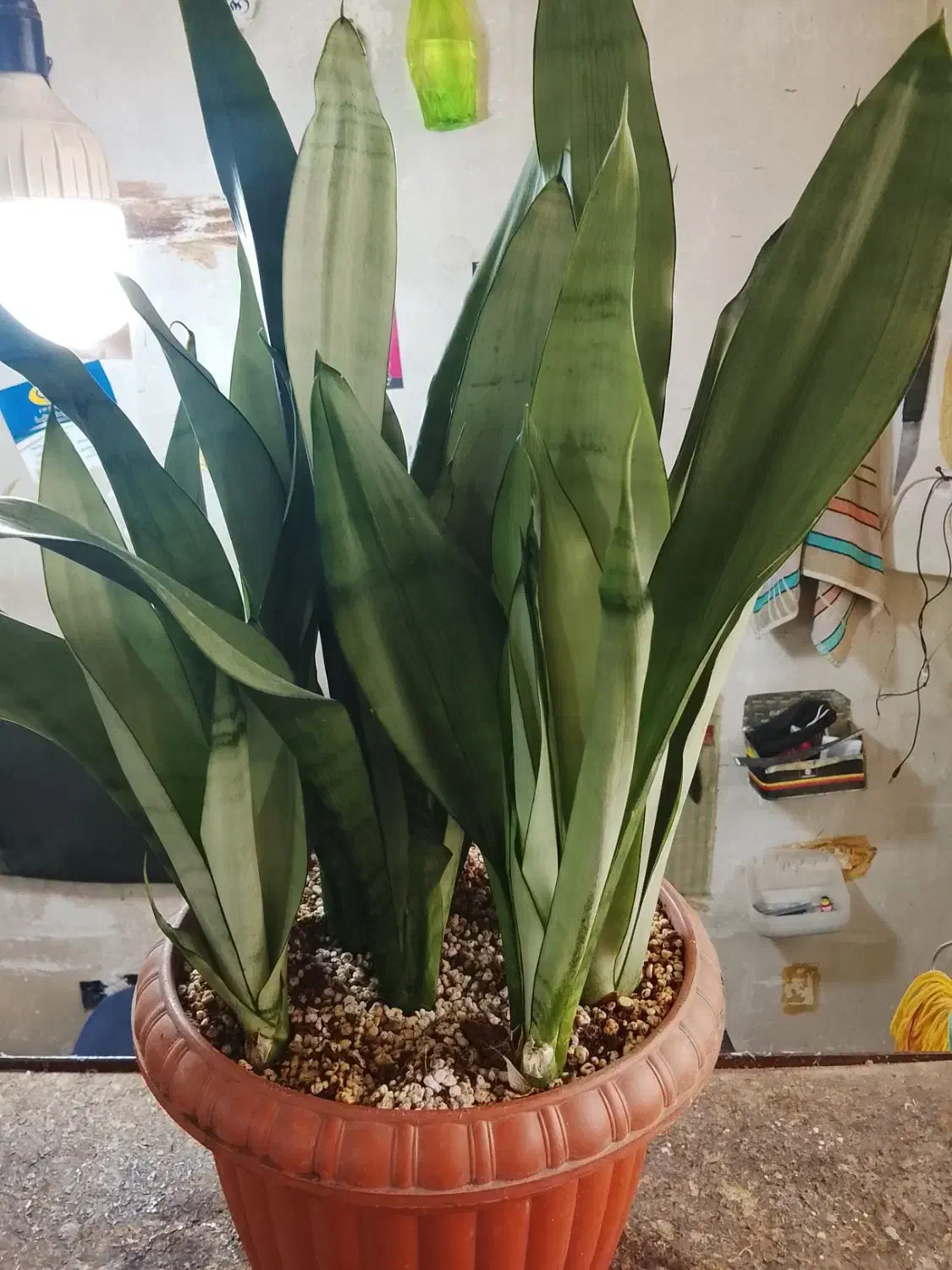 گل سانسوریا|گل و گیاه طبیعی|تهران, امین حضور|دیوار