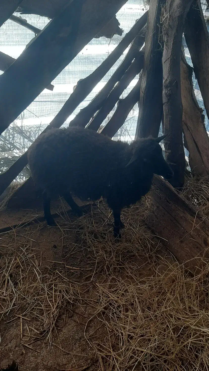 فروش گوسفند و بز|حیوانات مزرعه|کلاچای, |دیوار