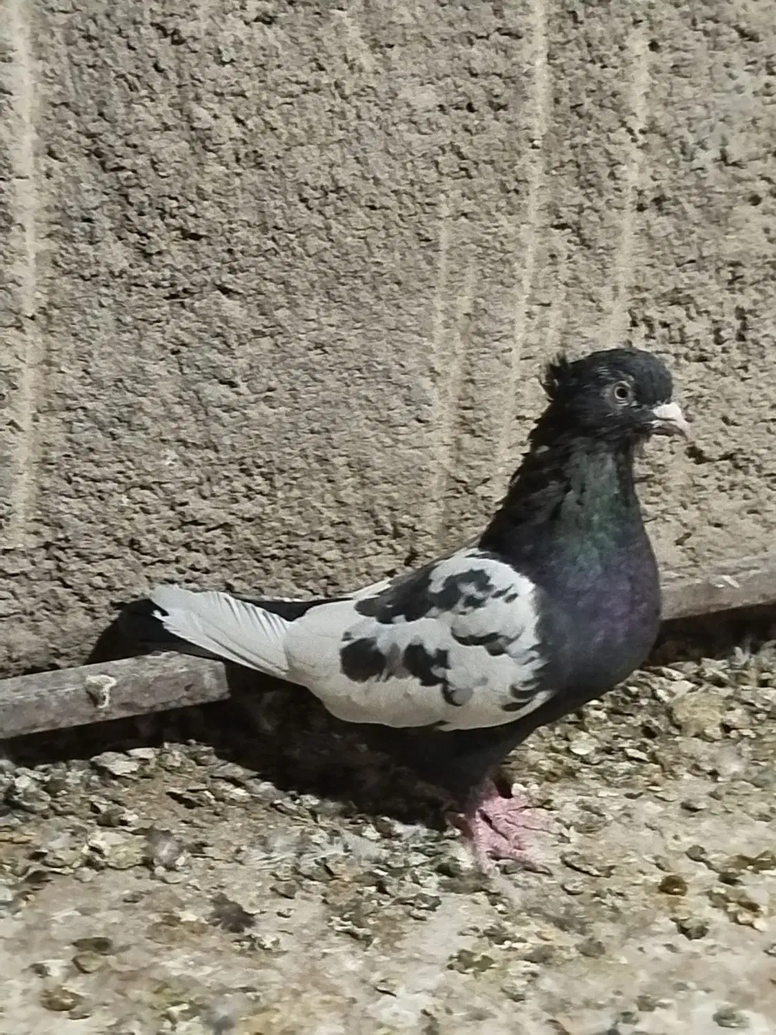 سینه تافته ای ماده|پرنده|مرودشت, استادیوم‎|دیوار