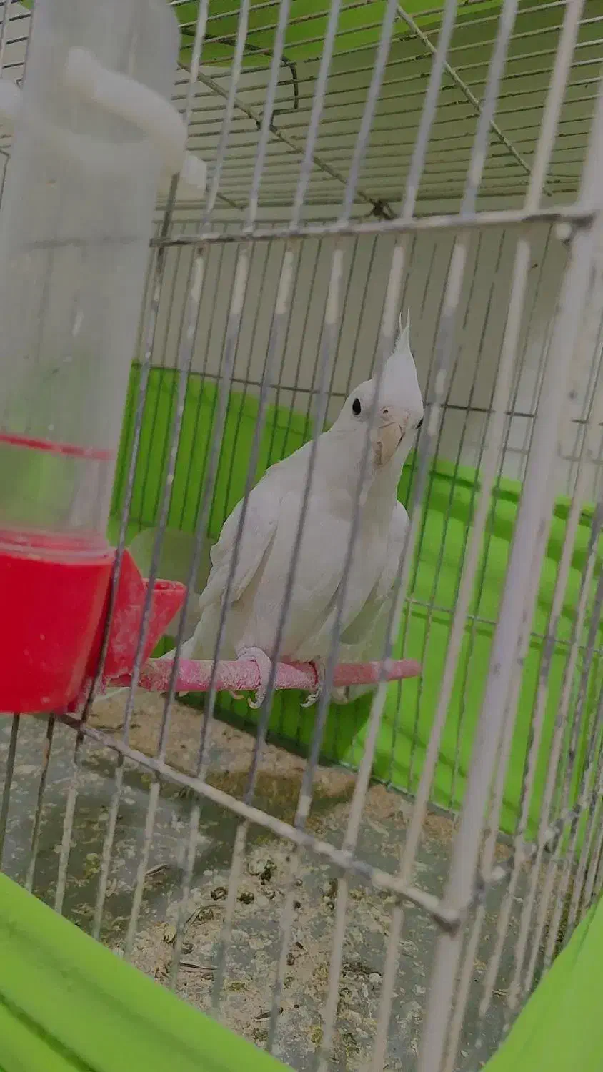 عروس هلندی پرنده|پرنده|بهارستان, |دیوار