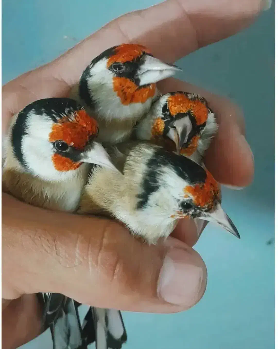 سهره|پرنده|ملکشاهی, |دیوار