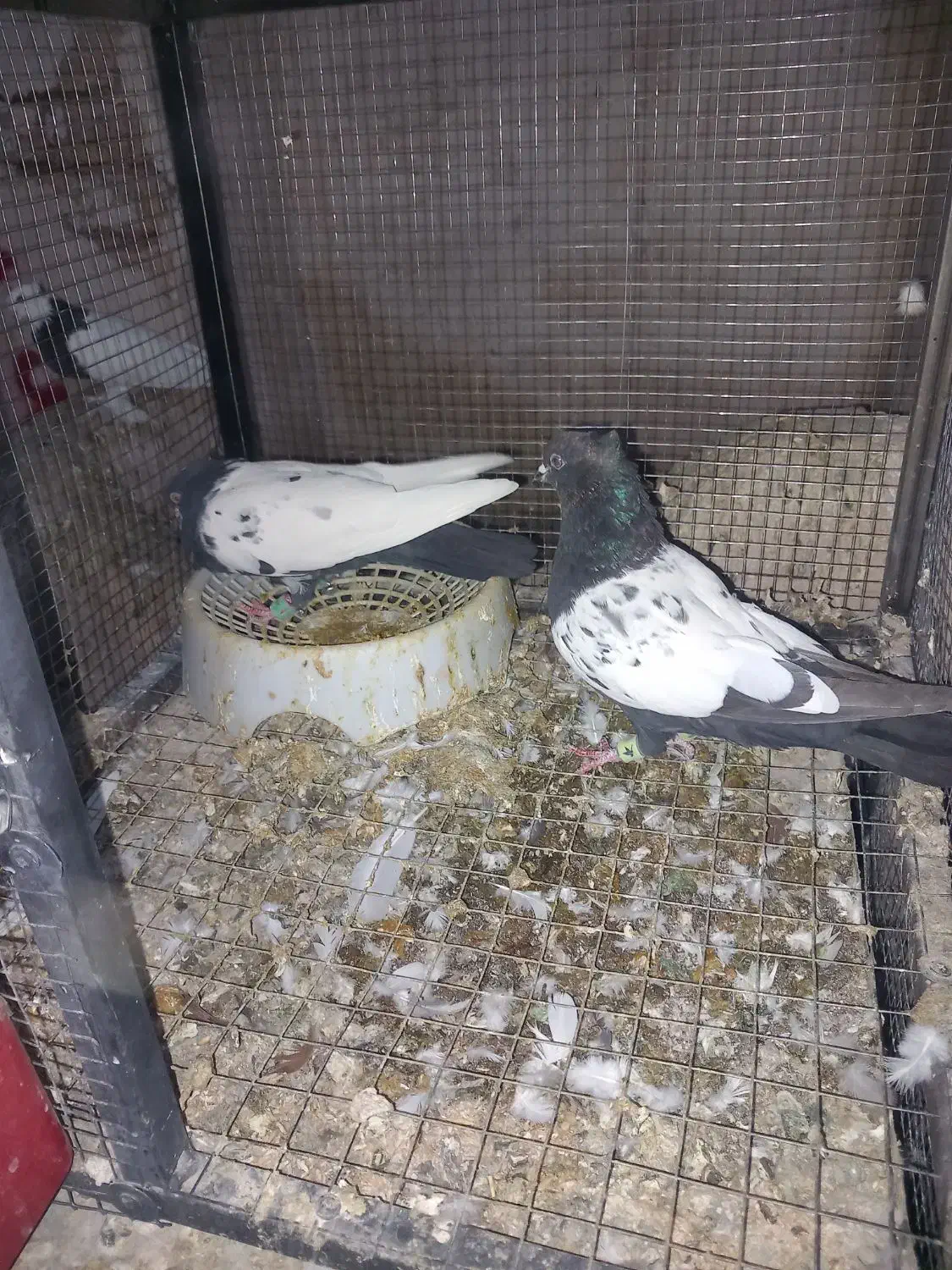 کبوتر سینه ای|پرنده|بابا حیدر, |دیوار