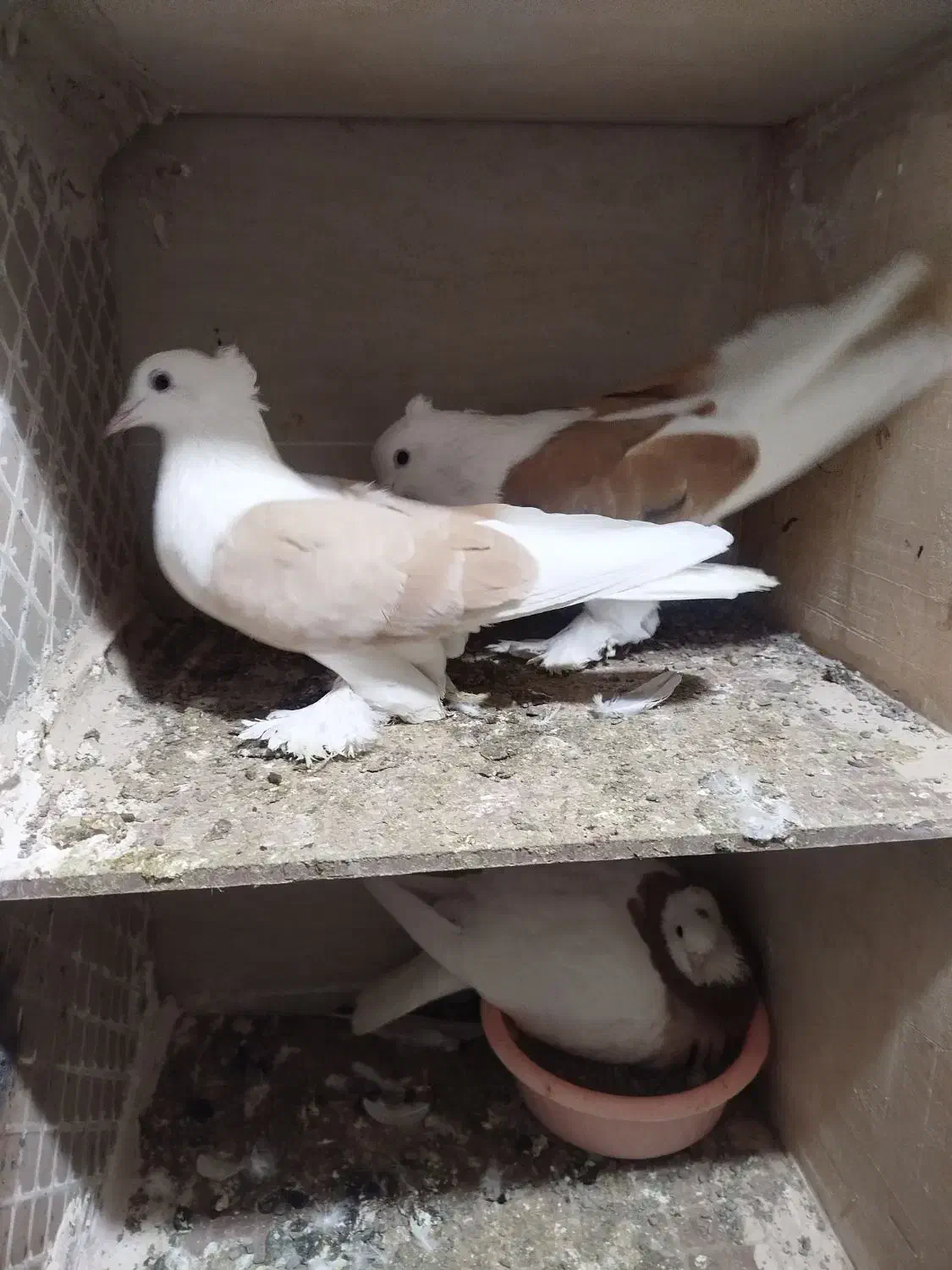 کبوتر|پرنده|قم, شهر قائم|دیوار