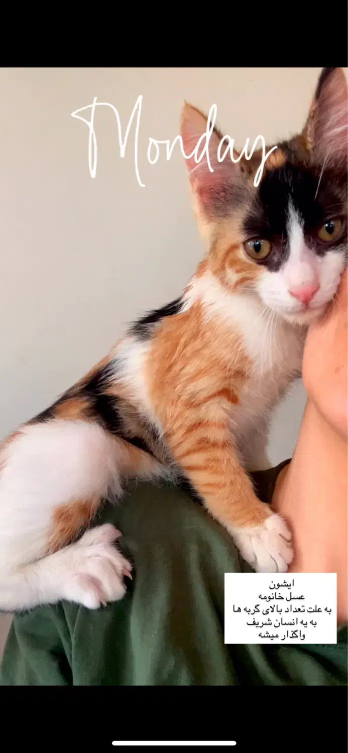 واگذاری|گربه|نوشهر, |دیوار