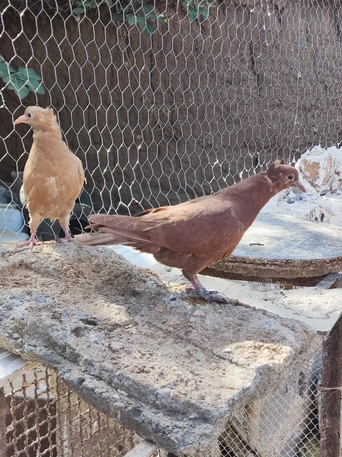 جوانه زرد و سرخ کاکلی|پرنده|تربتحیدریه, آغوی|دیوار