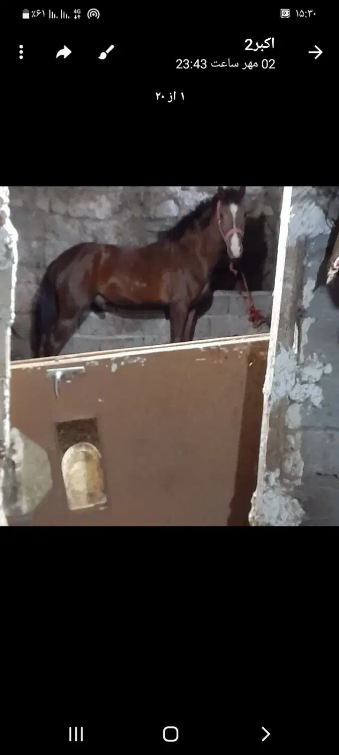 اسب نر ۳ساله|اسب و تجهیزات اسبسواری|سرعین, |دیوار