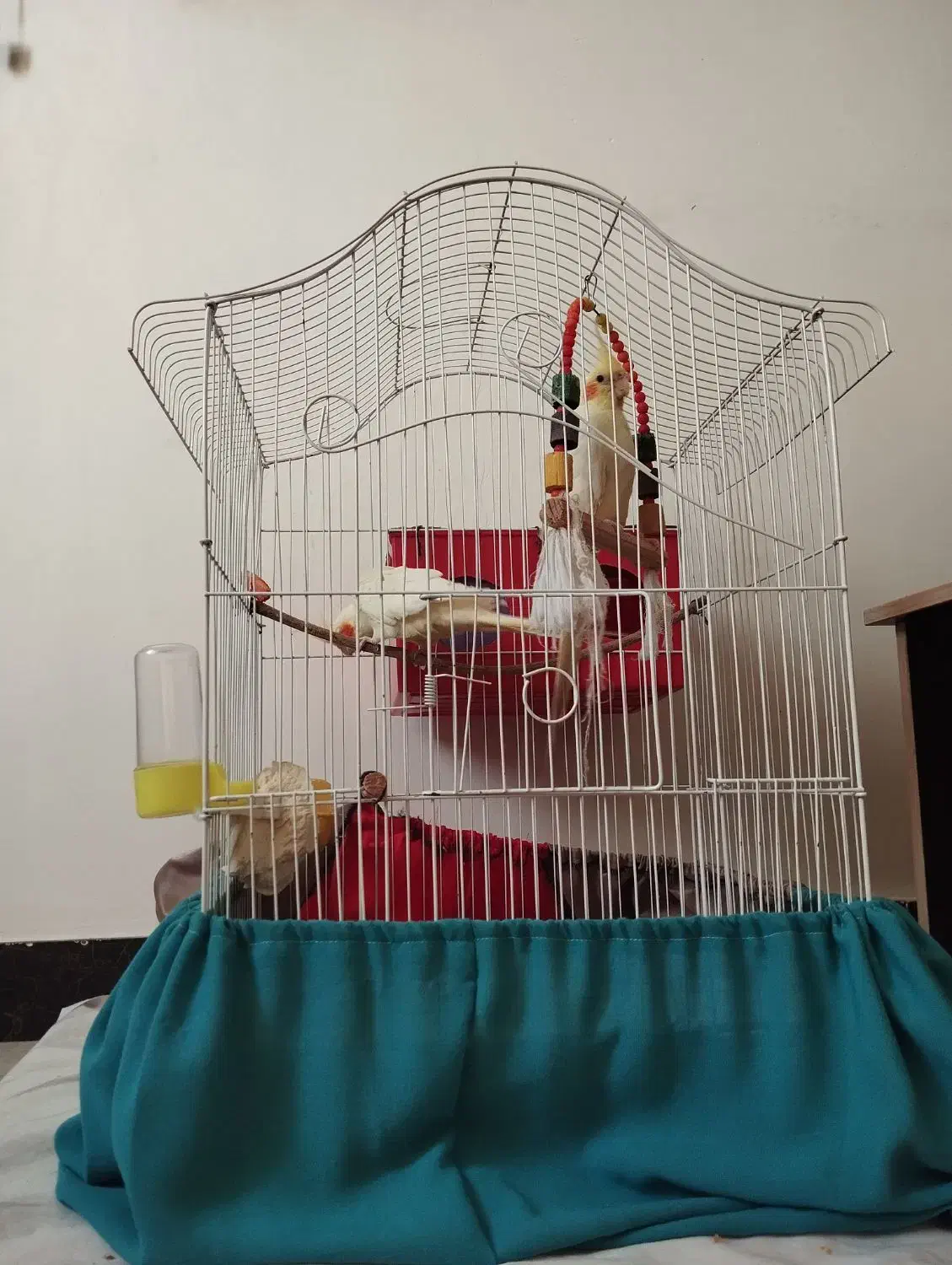 عروس هلندی نر و ماده|پرنده|شفت, |دیوار