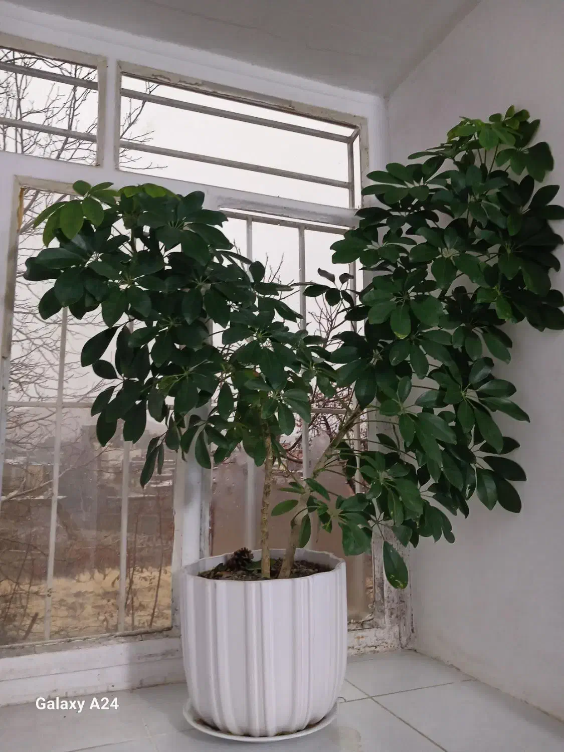 گل زیبا|گل و گیاه طبیعی|سنندج, |دیوار