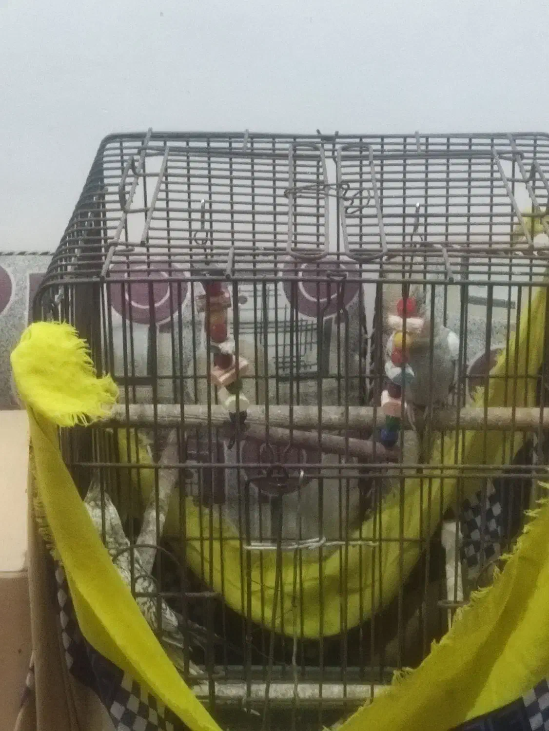 عروس هلندی|پرنده|آبادان, |دیوار