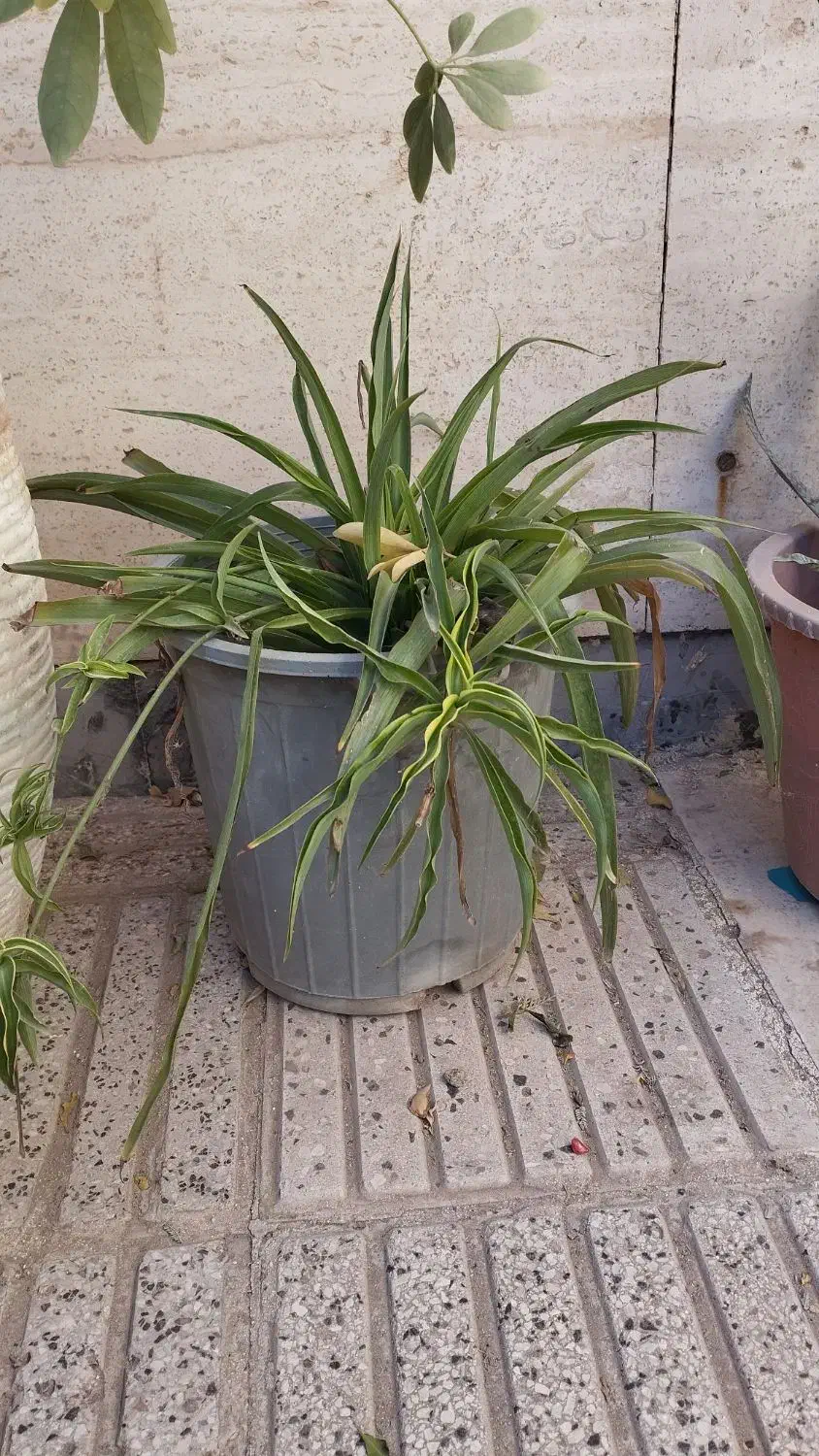 گل فقط ۷۰ تومان|گل و گیاه طبیعی|سبزوار, فیاض|دیوار