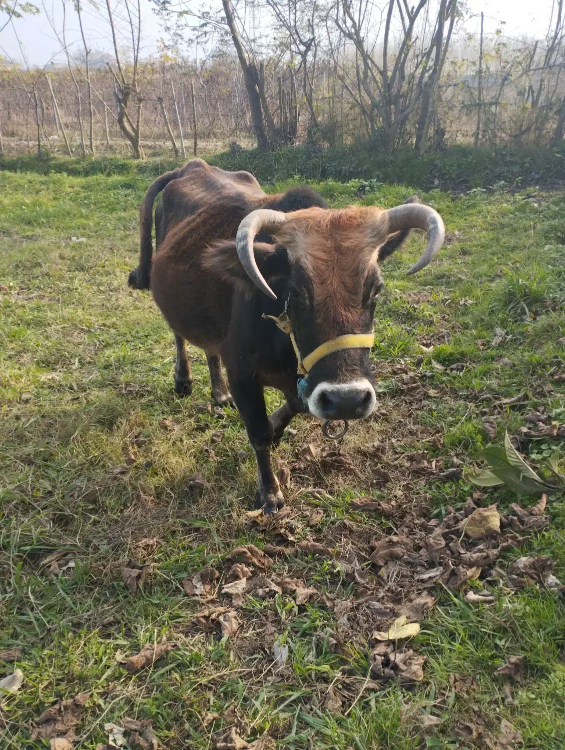 گاو فروشی.چهار ماهه حامله|حیوانات مزرعه|تالش, جوکندان|دیوار