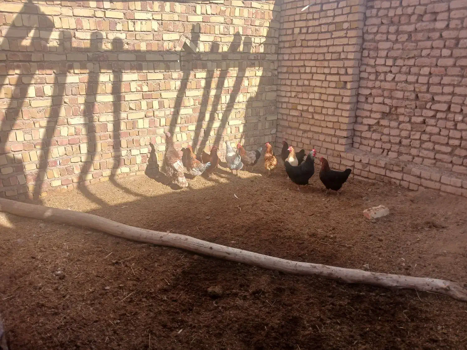 ده عدد مرغ محلی تخمگذار|حیوانات مزرعه|اسفرورین, |دیوار
