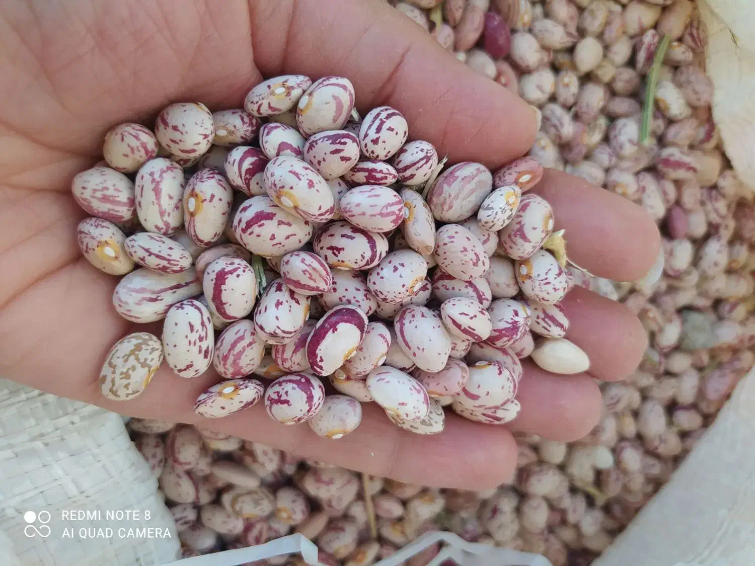 لوبیا چیتی|خوردنی و آشامیدنی|فرمهین, |دیوار