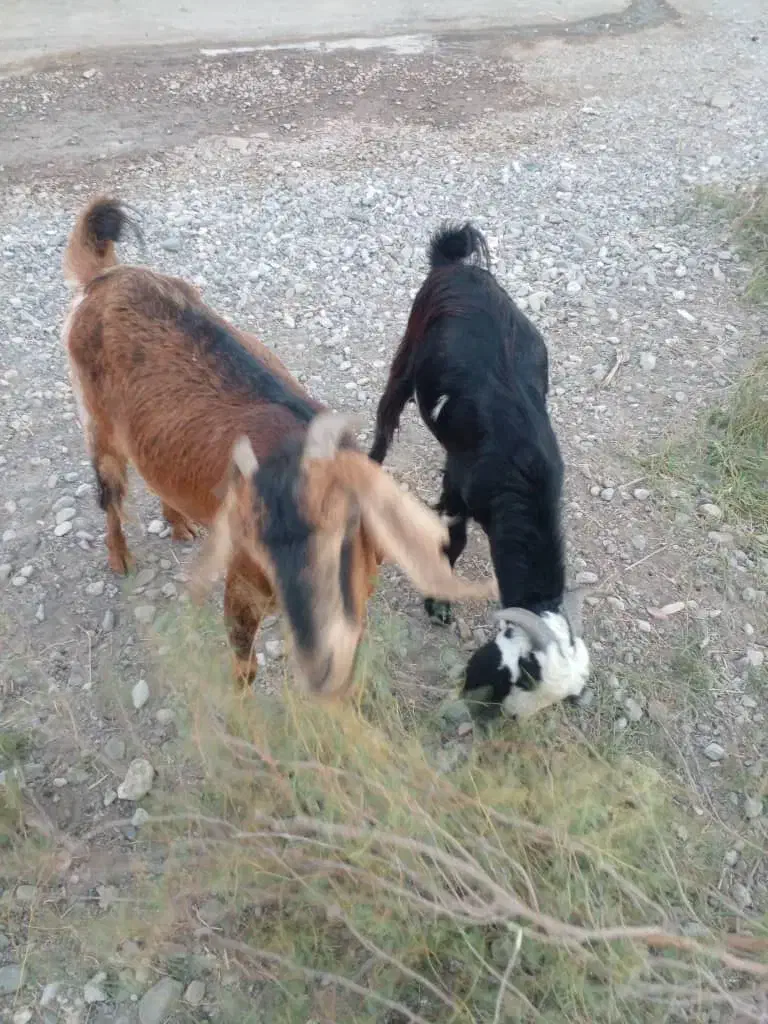 گوسفند نر|حیوانات مزرعه|جلگه چاه هاشم, |دیوار