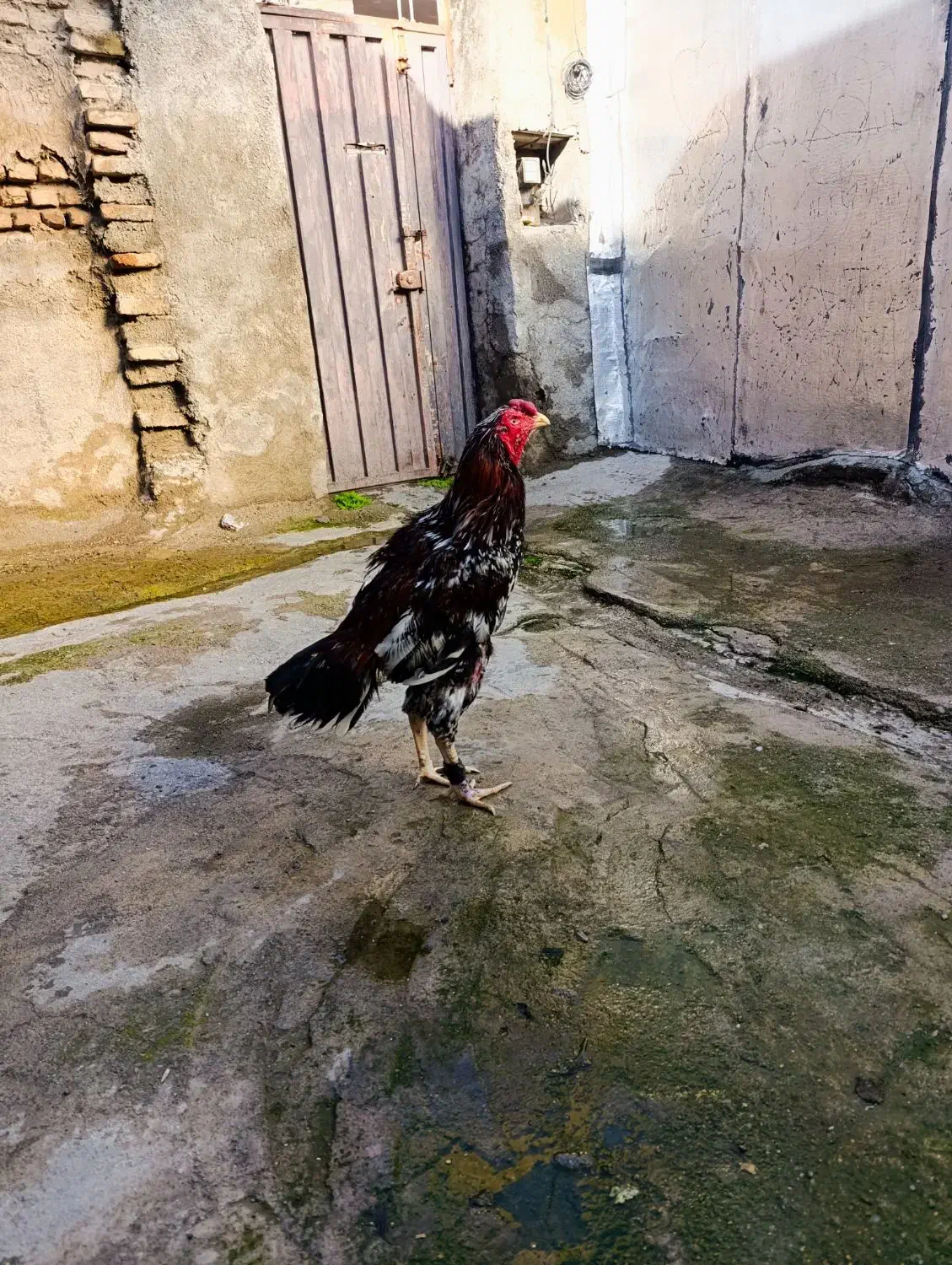 خروس لاری تاجهر|حیوانات مزرعه|جلین, |دیوار