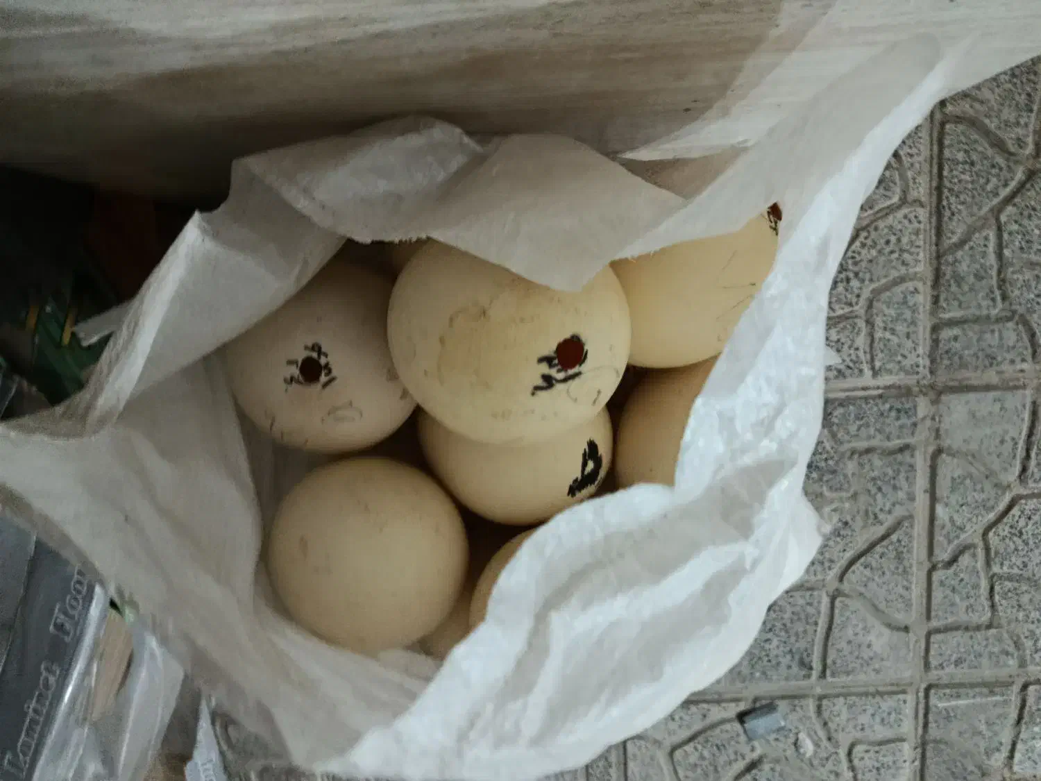 تخم شتر مرغ|حیوانات مزرعه|اصفهان, برازنده|دیوار