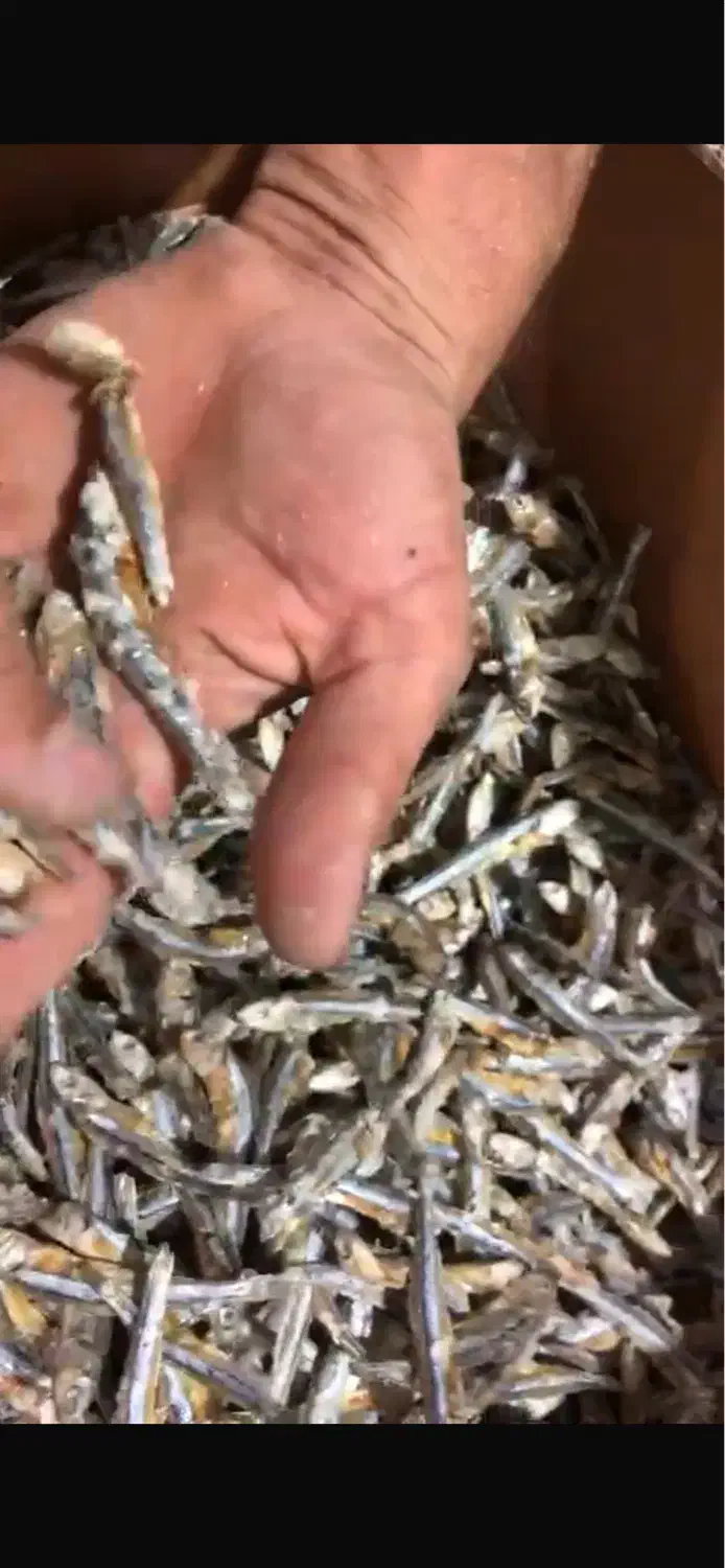 فروش ماهی متوتا درجه ۲|ماهی|قشم, |دیوار