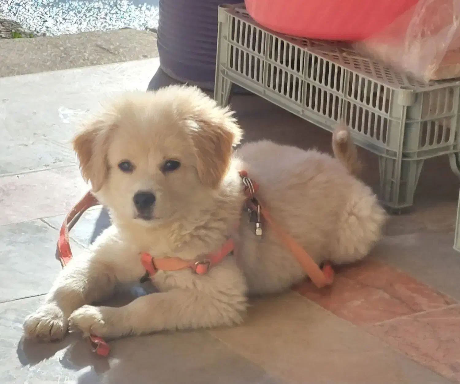 پامرین|سگ|خرمآباد, |دیوار