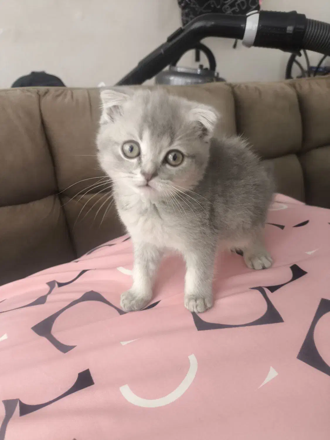 گربه اسکاتیش|گربه|مشهد, خرمشهر|دیوار